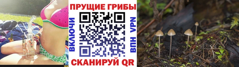 Галлюциногенные грибы Cubensis  Купить где  Ликино-Дулёво 